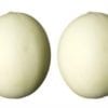 two melons 300×200 100×100