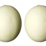 two melons 300×200 150×150